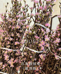 日本直送.山形縣啟翁櫻(最頂級)