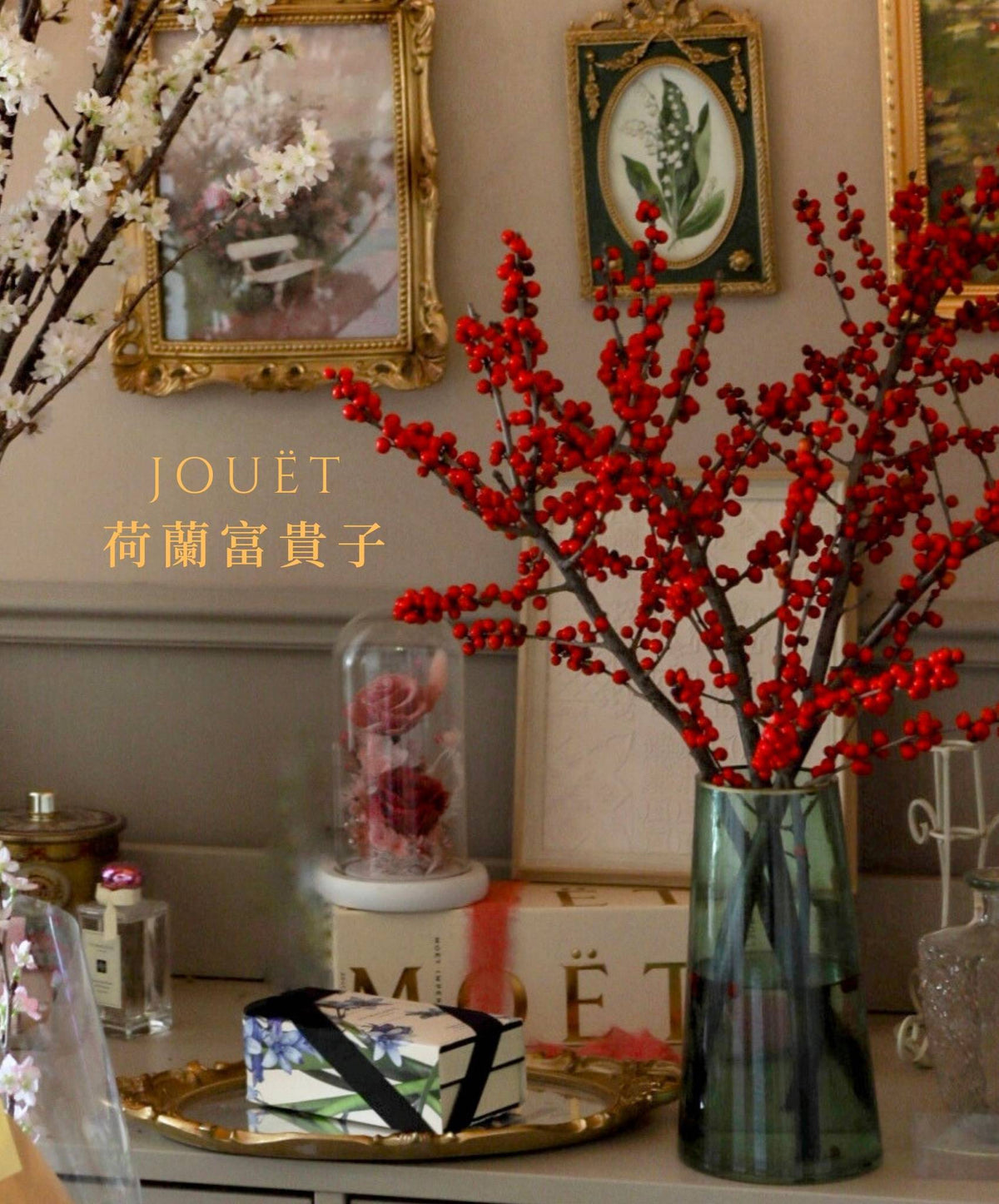 荷蘭富貴子 北美冬青