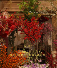 荷蘭富貴子 北美冬青