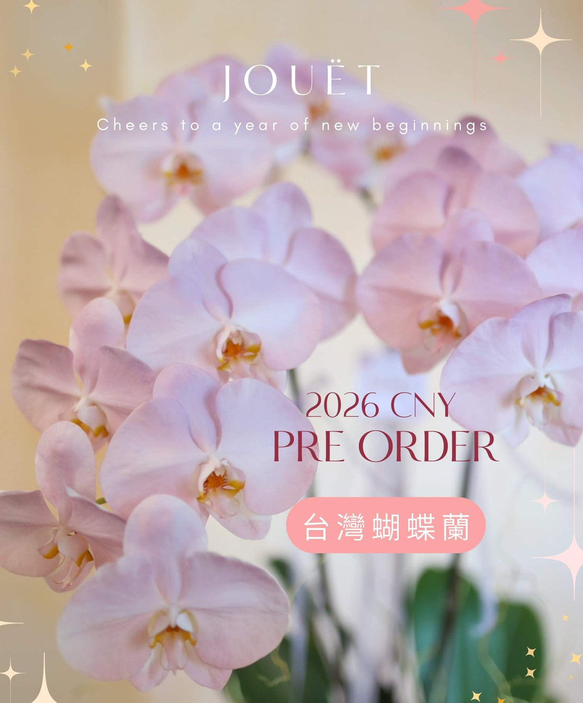 熱門年花．台灣漸變蝴蝶蘭