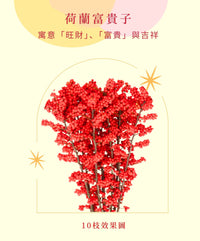 荷蘭富貴子 北美冬青