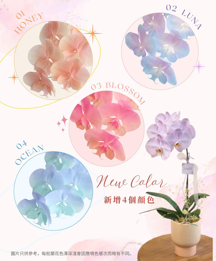 熱門年花．台灣漸變蝴蝶蘭