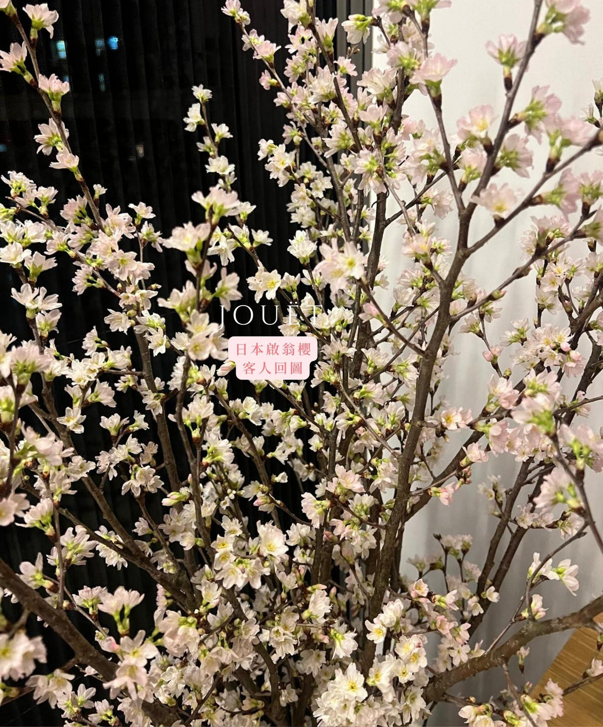 日本直送．山形縣啟翁櫻(頂級)