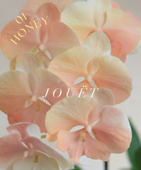 熱門年花．台灣漸變蝴蝶蘭