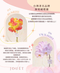 熱門年花．台灣漸變蝴蝶蘭