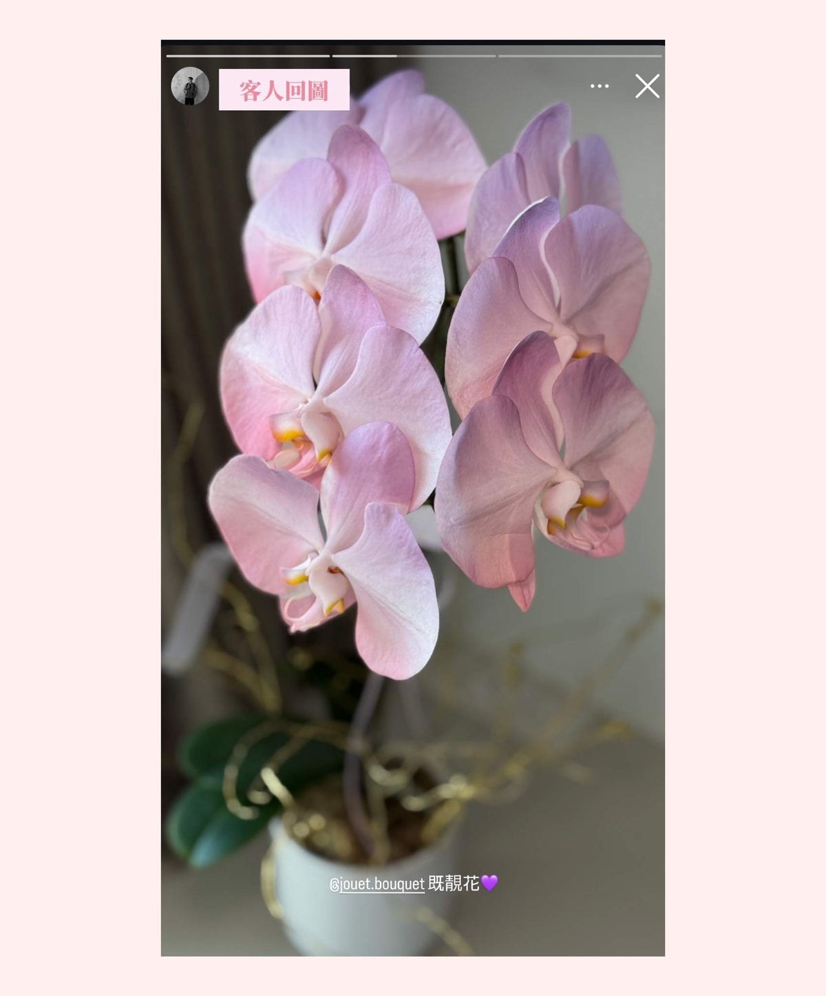 熱門年花．台灣漸變蝴蝶蘭