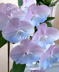 熱門年花．台灣漸變蝴蝶蘭