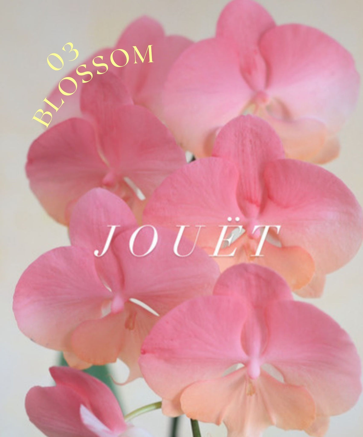 熱門年花．台灣漸變蝴蝶蘭