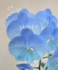 熱門年花．台灣漸變蝴蝶蘭